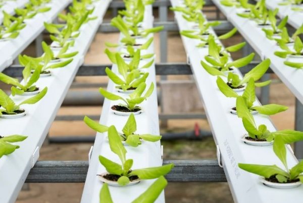 Sustainable Food Systems Blog