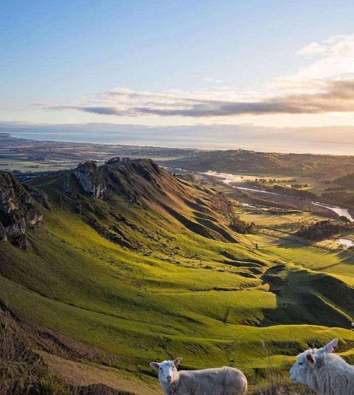 Food Safety Certificate Hawkes Bay