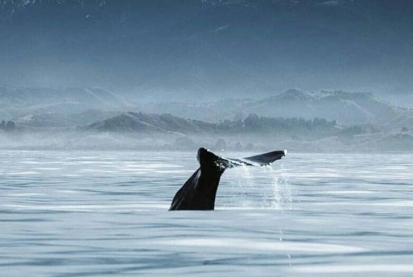 Food Safety Certificate Kaikoura