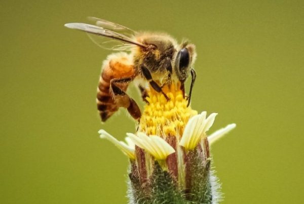 Manuka Honey NZ