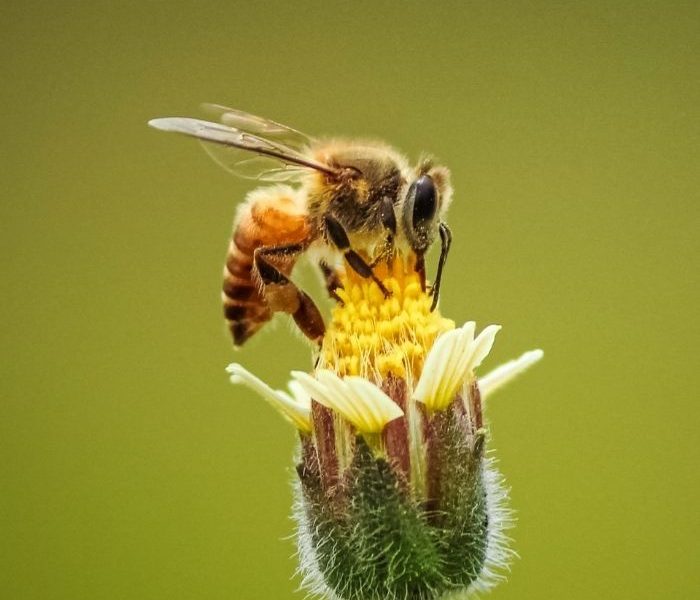 Manuka Honey NZ