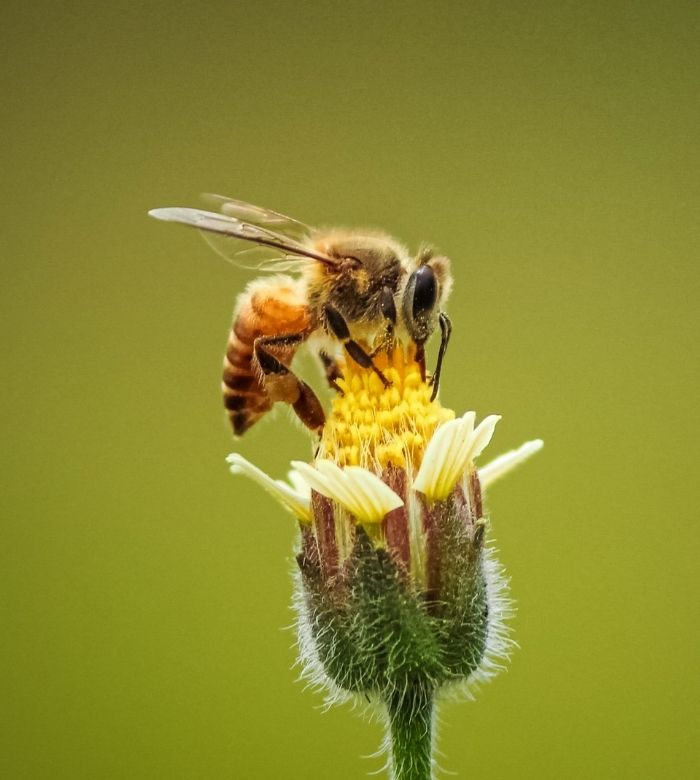 Manuka Honey NZ