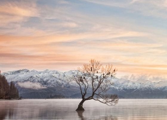 Food Safety Certificate Wanaka