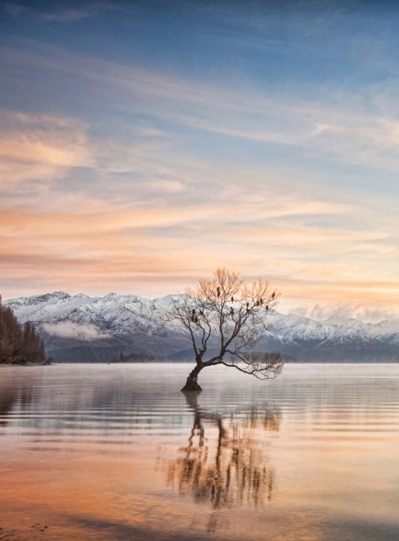 Food Safety Certificate Wanaka